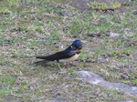 SX14401 Swallow with grass in beak (Hirundo rustica).jpg